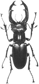 Hirschkäfer