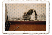 Schwarzschimmel Schwarzschimmel