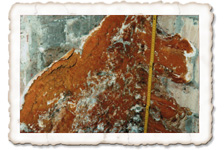 Echter Hausschwamm Echter Hausschwamm