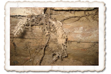 Echter Hausschwamm, Stränge Echter Hausschwamm