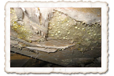 Echter Hausschwamm, Myzelien mit Tränen Echter Hausschwamm