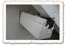 Pfettenkopf mit Innenfäule Pfettenkopf mit Innenfäule