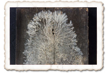 Weisser Porenschwamm, Myzel Weisser Porenschwamm