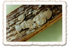 Weisser Porenschwamm, Fruchtkörper Weisser Porenschwamm