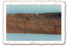 Brauner Kellerschwamm, Stränge Brauner Kellerschwamm