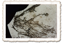 Brauner Kellerschwamm, Stränge Brauner Kellerschwamm