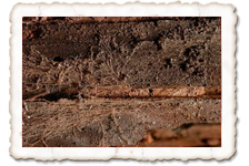 Ockerfarbener Sternsetenpilz Sternsetenpilz