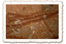 Ockerfarbener Sternsetenpilz Sternsetenpilz