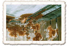 Echter Hausschwamm, Fruchtkörper Echter Hausschwamm