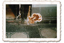 Echter Hausschwamm, Fruchtkörper Echter Hausschwamm