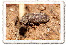 Gescheckter Nagekäfer Gescheckter Nagekäfer