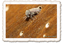 Gewöhnlicher Nagekäfer am Schlupfloch Gewöhnlicher Nagekäfer am Schlupfloch